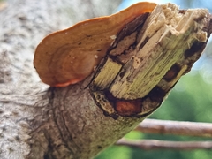 Hexagonia
