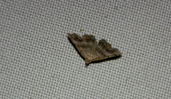 Phalaenostola larentioides