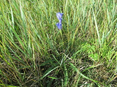 Gentiana decumbens