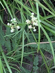 Asclepias linearis