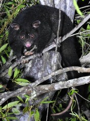 Trichosurus caninus