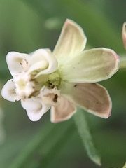 Asclepias linearis