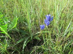 Gentiana decumbens