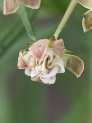 Asclepias linearis