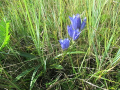 Gentiana decumbens