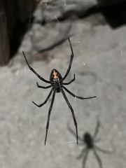 Latrodectus hesperus
