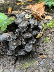 Coprinopsis romagnesiana