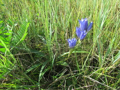 Gentiana decumbens