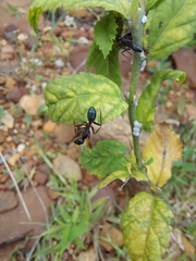 Camponotus compressus