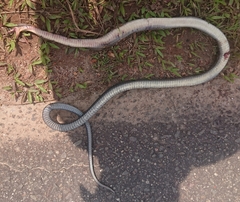 Coelognathus flavolineatus