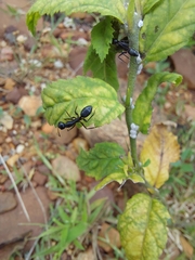 Camponotus compressus