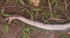 Coelognathus flavolineatus