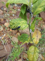 Camponotus compressus