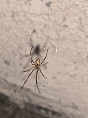 Latrodectus hesperus