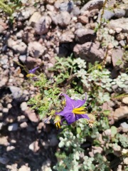 Solanum citrullifolium