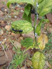 Camponotus compressus