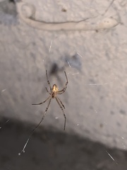 Latrodectus hesperus