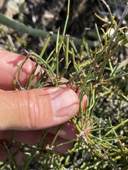 Ephedra aspera