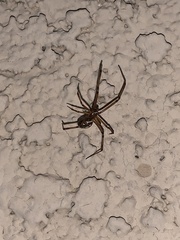Latrodectus hesperus