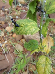 Camponotus compressus