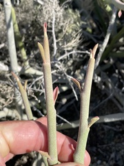 Euphorbia lomelii