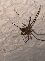 Latrodectus hesperus