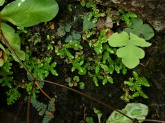 Selaginella ciliaris