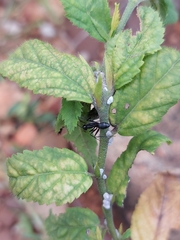 Camponotus compressus