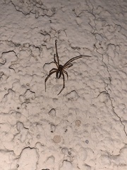 Latrodectus hesperus