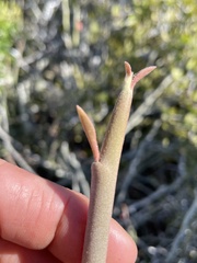 Euphorbia lomelii