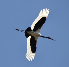 Ephippiorhynchus senegalensis