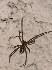 Latrodectus hesperus