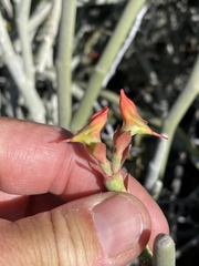 Euphorbia lomelii