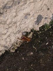 Blattoidae