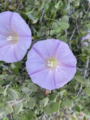 Ipomoea jicama