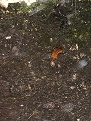 Blattoidae