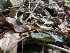 Lophosaurus spinipes