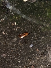 Blattoidae