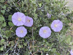 Ipomoea jicama