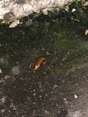 Blattoidae