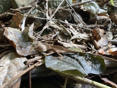 Lophosaurus spinipes