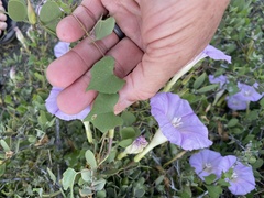 Ipomoea jicama