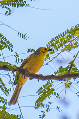 Ptilotula flavescens