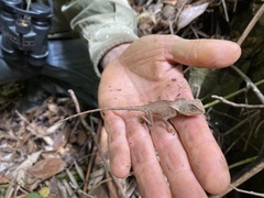Lophosaurus spinipes