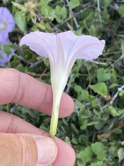 Ipomoea jicama