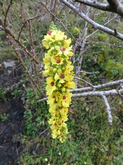 Verbascum nigrum