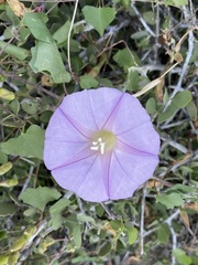 Ipomoea jicama