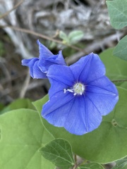 Jacquemontia abutiloides