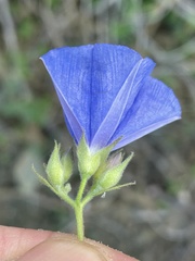 Jacquemontia abutiloides