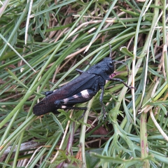Psophus stridulus
